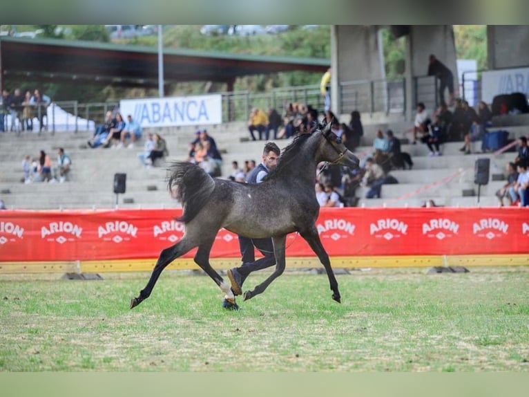 Straight Egyptian Mare 1 year Grey in Lugo