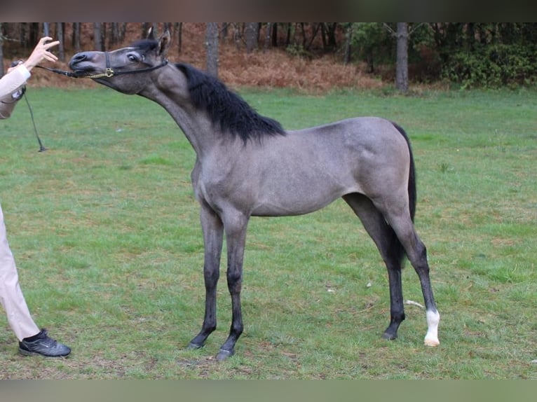 Straight Egyptian Mare 1 year Grey in Lugo
