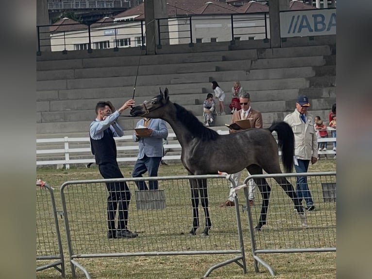 Straight Egyptian Mare 1 year Grey in Lugo