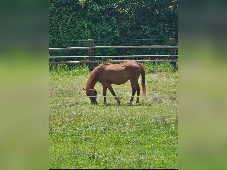 Straight Egyptian Mare 21 years 15,1 hh Chestnut-Red in Niederaichbach