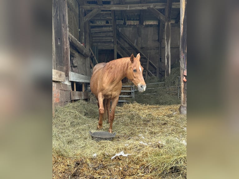 Straight Egyptian Mare 21 years 15 hh Chestnut in Gifhorn