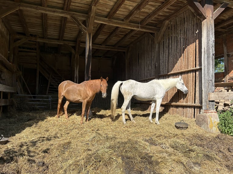 Straight Egyptian Mare 21 years 15 hh Chestnut in Gifhorn