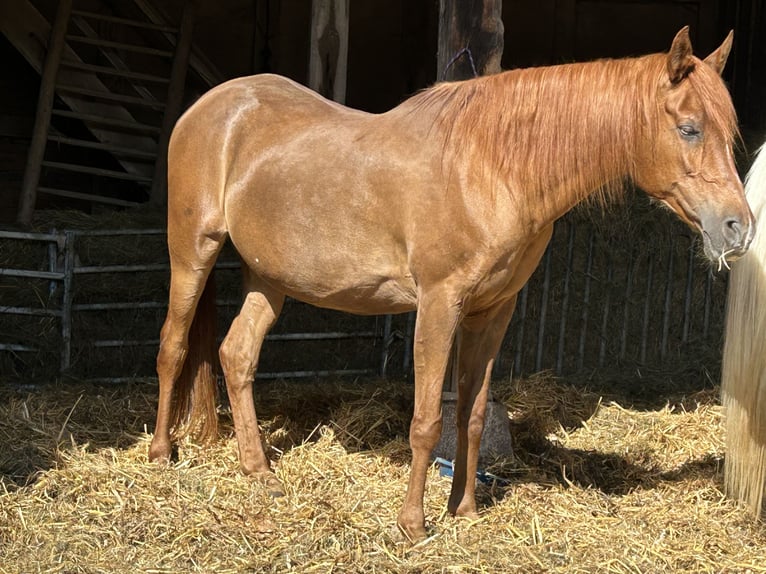 Straight Egyptian Mare 21 years 15 hh Chestnut in Gifhorn