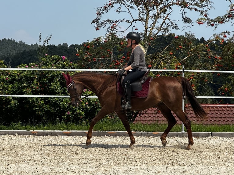 Straight Egyptian Mare 22 years 14,1 hh Chestnut in Massenhausen