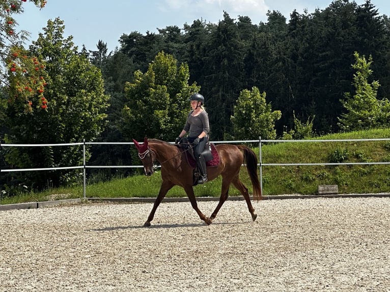 Straight Egyptian Mare 22 years 14,1 hh Chestnut in Massenhausen
