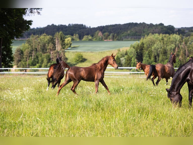 Straight Egyptian Mare 22 years 14,1 hh Chestnut in Massenhausen