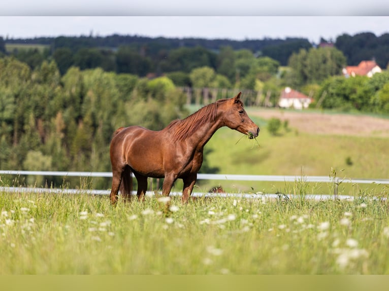 Straight Egyptian Mare 22 years 14,1 hh Chestnut in Massenhausen