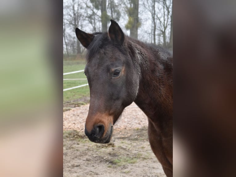 Straight Egyptian Mix Mare 24 years 15,1 hh Brown in Rheinau