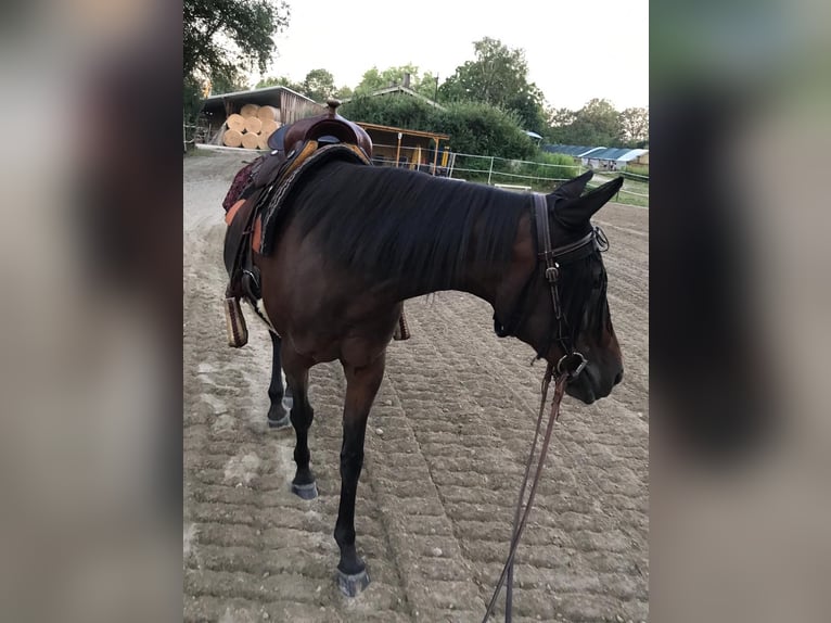 Straight Egyptian Mix Mare 24 years 15,1 hh Brown in Rheinau