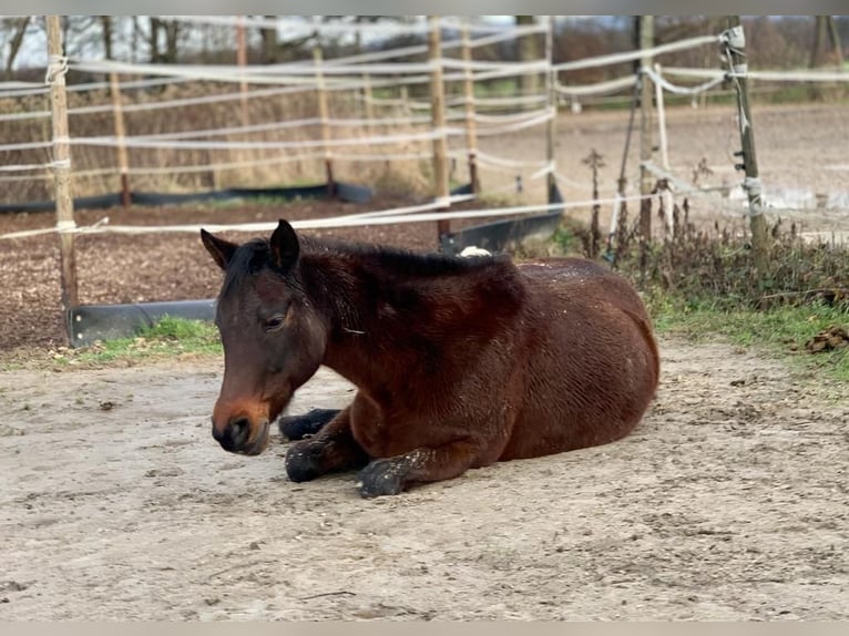 Straight Egyptian Mix Mare 24 years 15,1 hh Brown in Rheinau