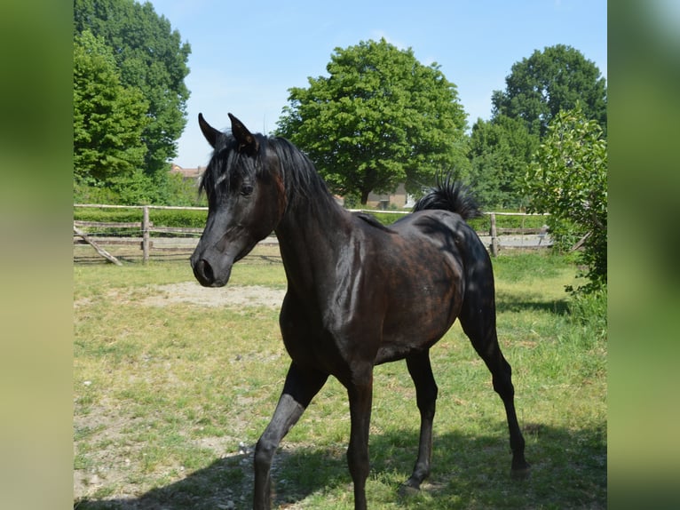 Straight Egyptian Mare 2 years 14.2 hh Black in Santo Stefano Lodigiano