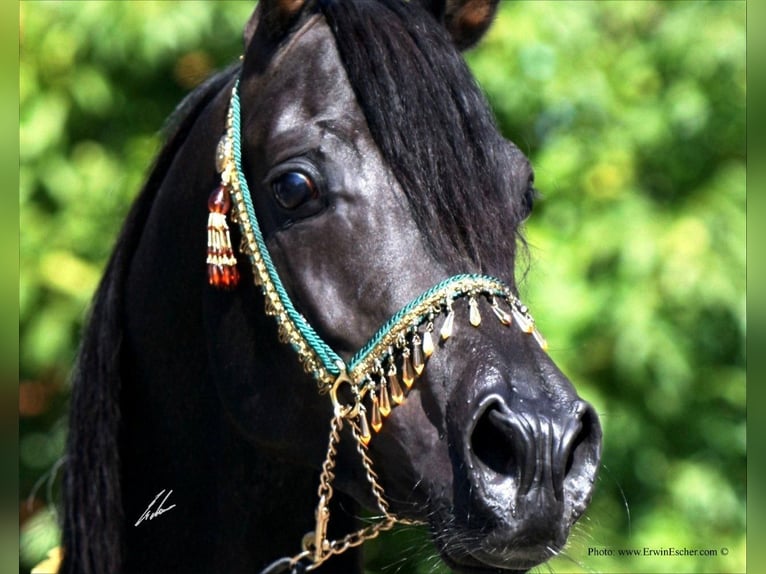 Straight Egyptian Mare 2 years 15 hh Brown in Monheim