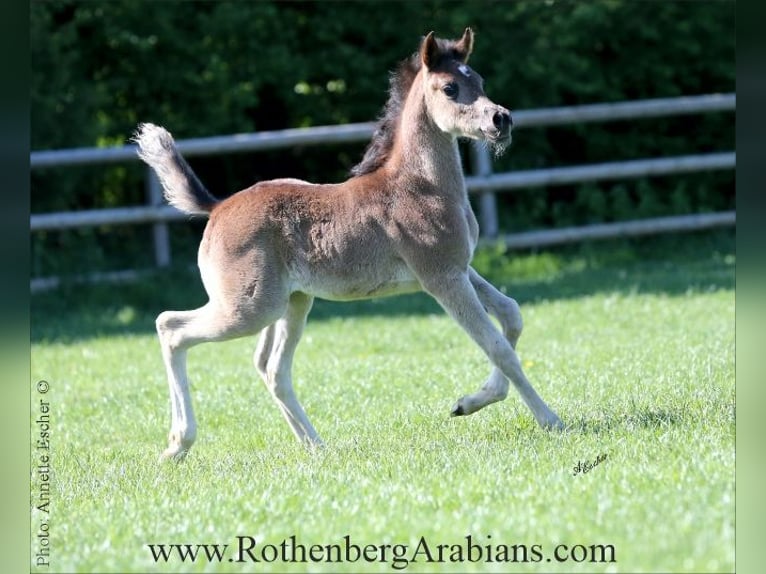 Straight Egyptian Mare 2 years 15 hh Brown in Monheim