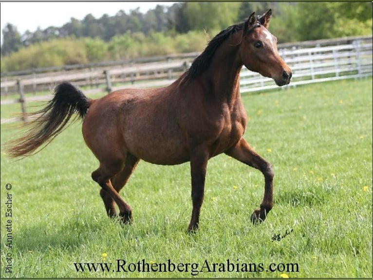 Straight Egyptian Mare 2 years 15 hh Brown in Monheim