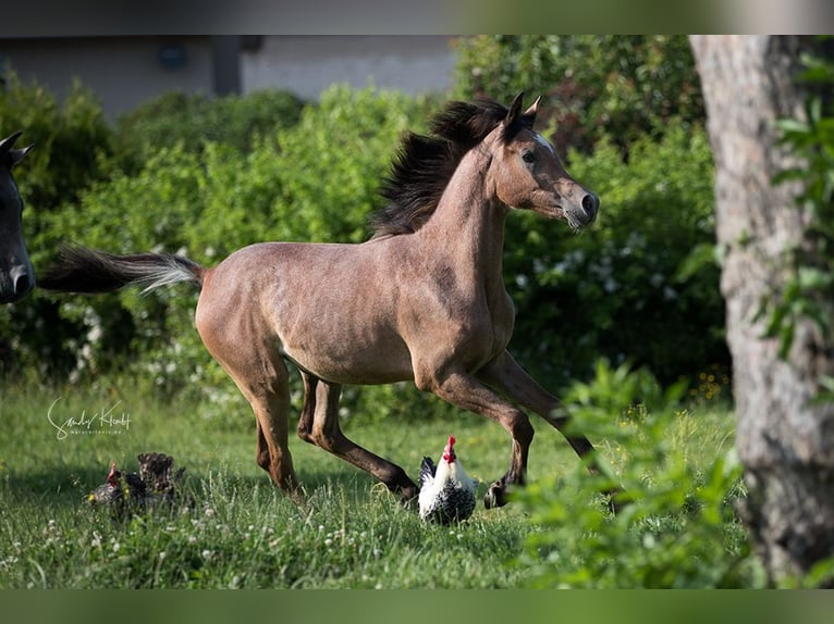 Straight Egyptian Mare 2 years 15 hh Can be white in Blankenhain