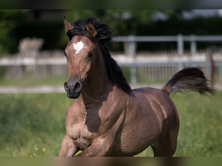 Straight Egyptian Mare 2 years 15 hh Can be white in Blankenhain