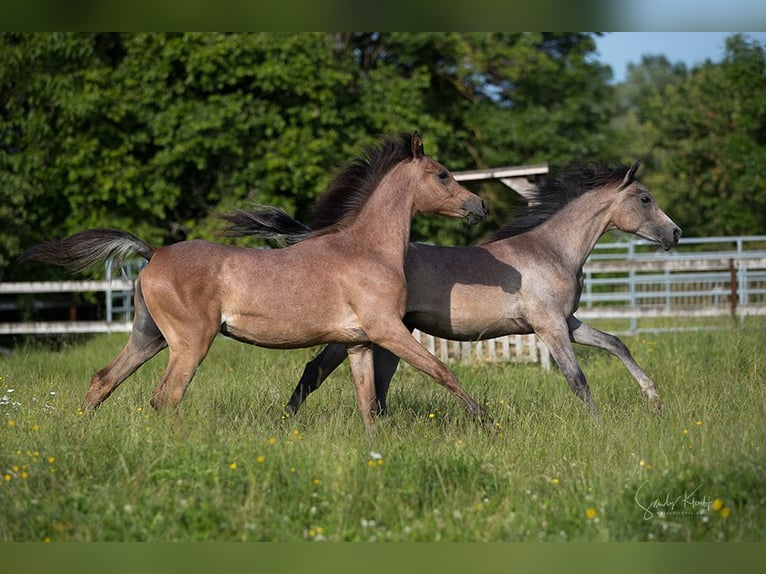 Straight Egyptian Mare 2 years 15 hh Can be white in Blankenhain