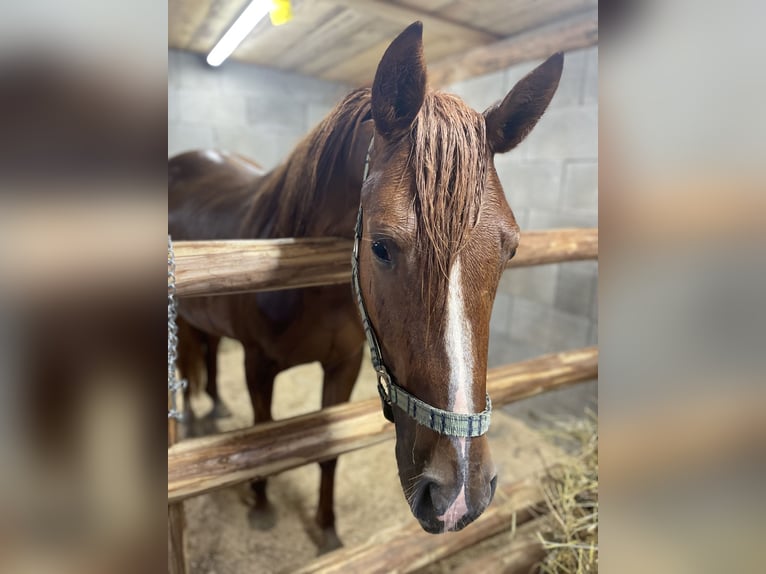 Straight Egyptian Mix Mare 2 years 15,1 hh Chestnut-Red in H&#xFC;ttau