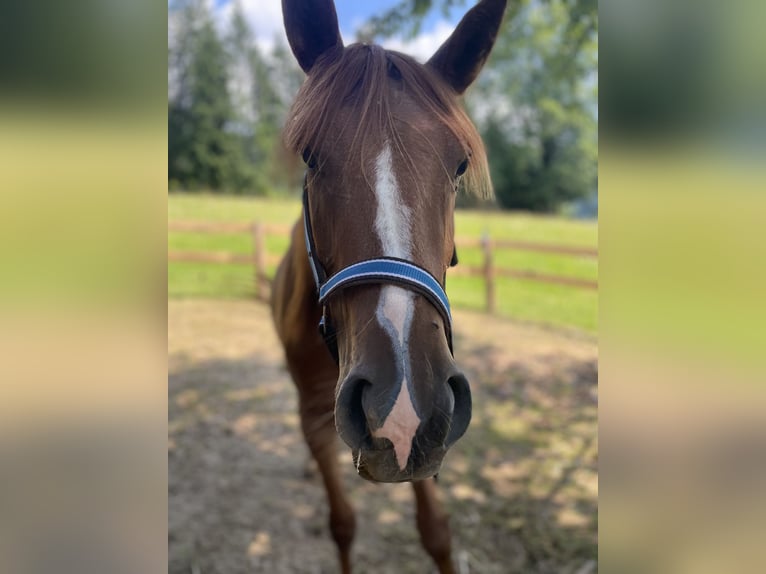 Straight Egyptian Mix Mare 2 years 15,1 hh Chestnut-Red in H&#xFC;ttau