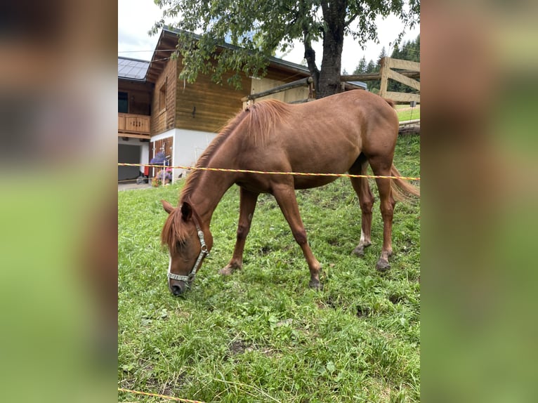 Straight Egyptian Mix Mare 2 years 15,1 hh Chestnut-Red in H&#xFC;ttau