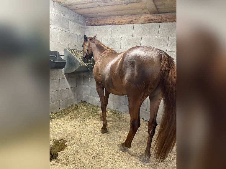 Straight Egyptian Mix Mare 2 years 15,1 hh Chestnut-Red in H&#xFC;ttau