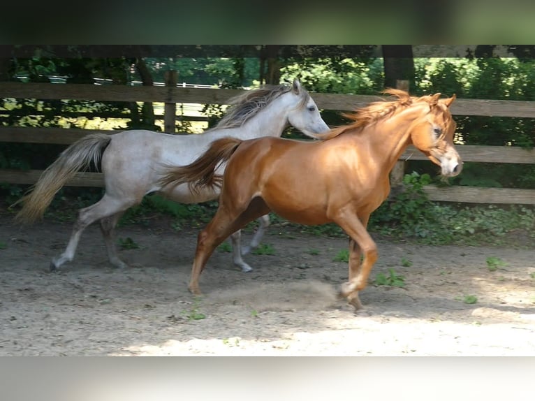 Straight Egyptian Mare 2 years Chestnut-Red in Krumstedt