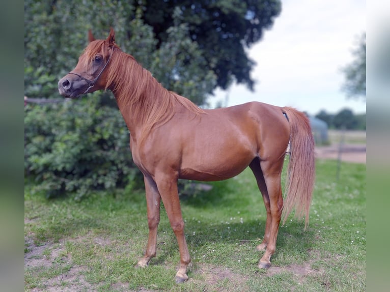 Straight Egyptian Mare 2 years Chestnut-Red in Krumstedt
