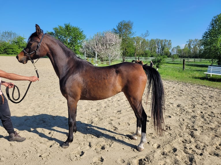 Straight Egyptian Mare 3 years 14 hh Brown in Hetzenhausen