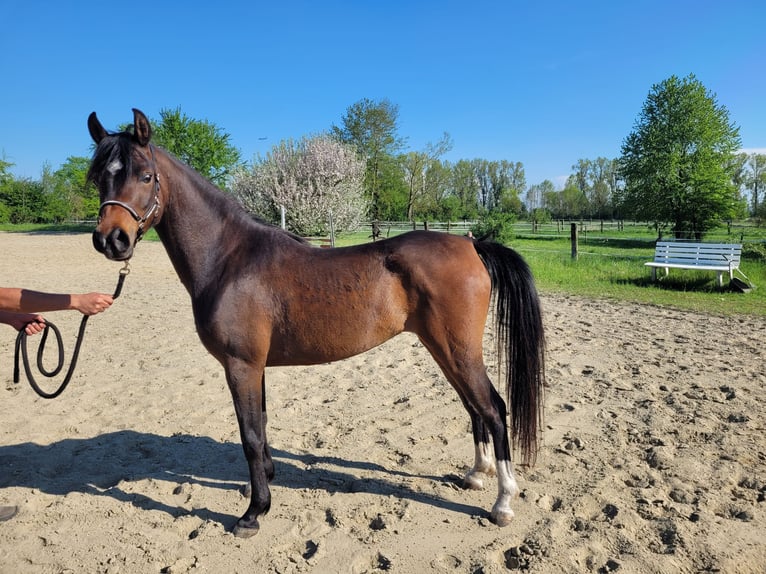 Straight Egyptian Mare 3 years 14 hh Brown in Hetzenhausen