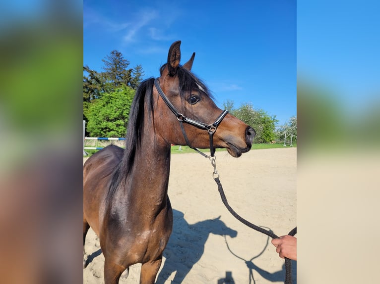 Straight Egyptian Mare 3 years 14 hh Brown in Hetzenhausen