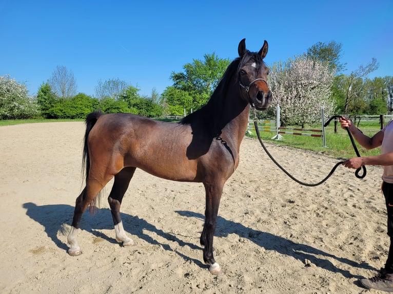 Straight Egyptian Mare 3 years 14 hh Brown in Hetzenhausen
