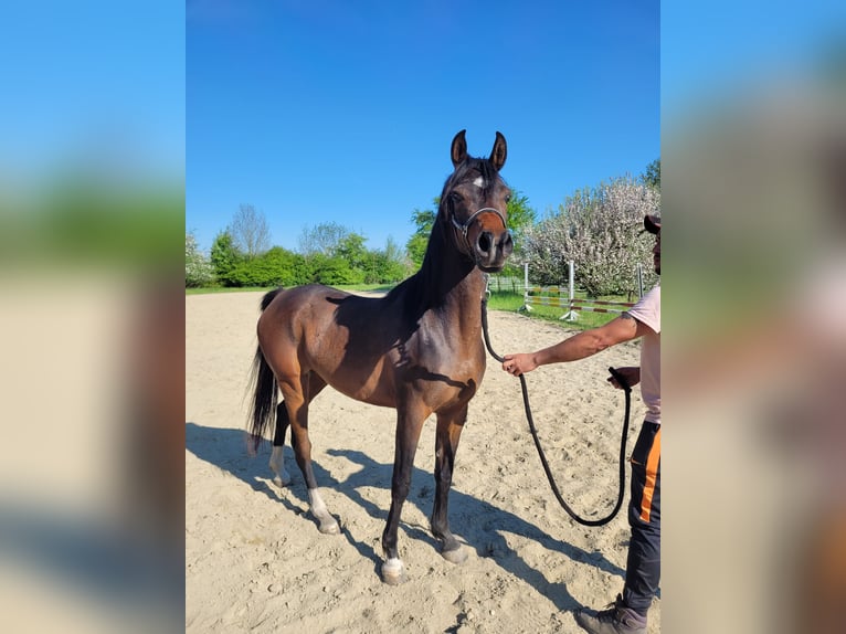 Straight Egyptian Mare 3 years 14 hh Brown in Hetzenhausen