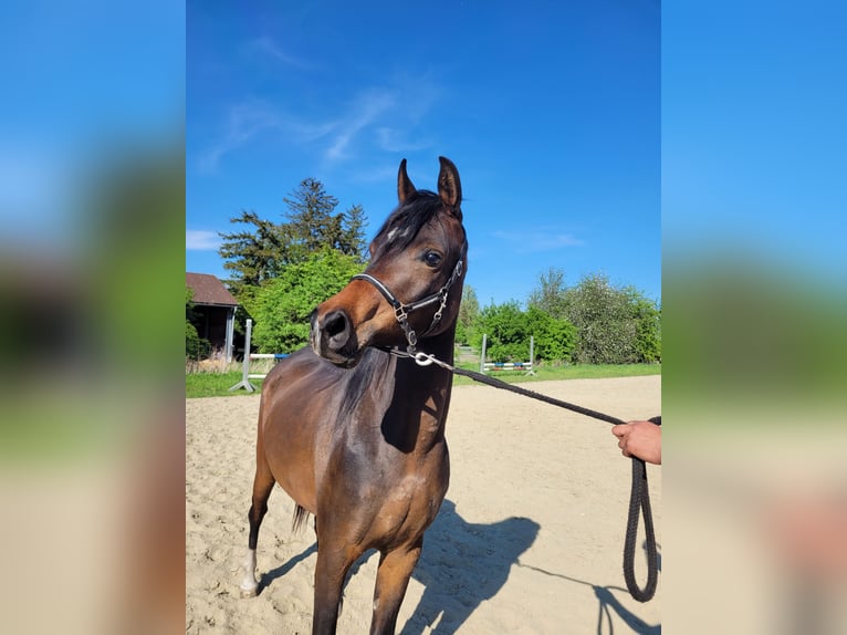 Straight Egyptian Mare 3 years 14 hh Brown in Hetzenhausen