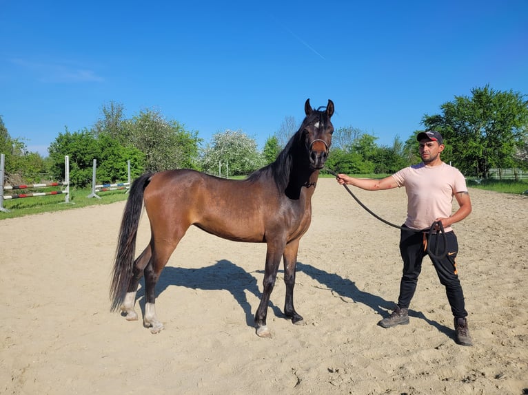 Straight Egyptian Mare 3 years 14 hh Brown in Hetzenhausen