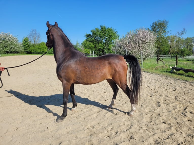 Straight Egyptian Mare 3 years 14 hh Brown in Hetzenhausen