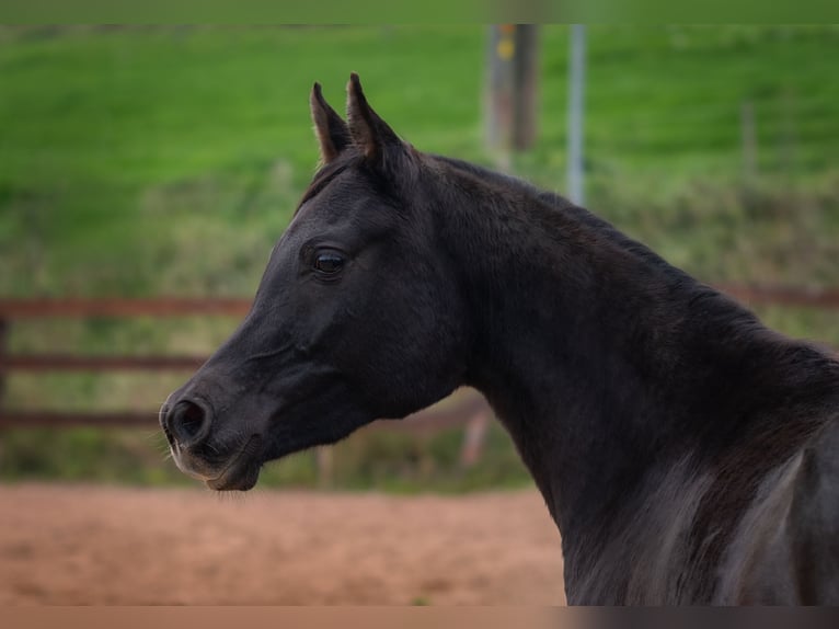 Straight Egyptian Mare 3 years 14,2 hh Black in Biesdorf