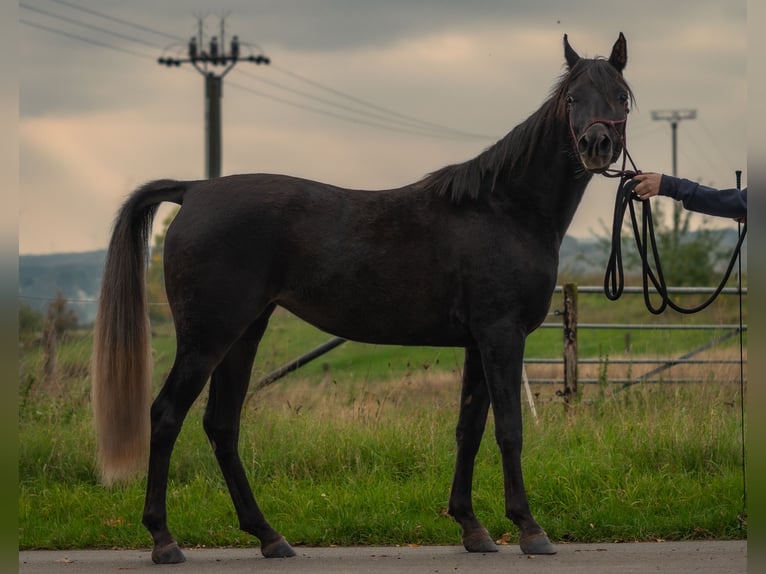 Straight Egyptian Mare 3 years 14,2 hh Black in Biesdorf