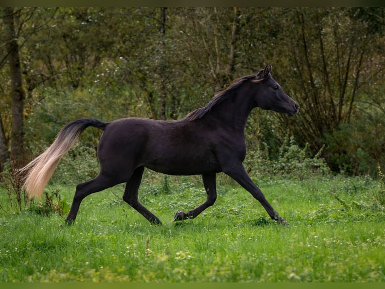 Straight Egyptian Mare 3 years 14,2 hh Black in Biesdorf