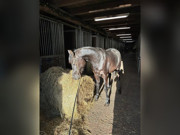 Straight Egyptian Mare 3 years 14,2 hh Black in Witzwort