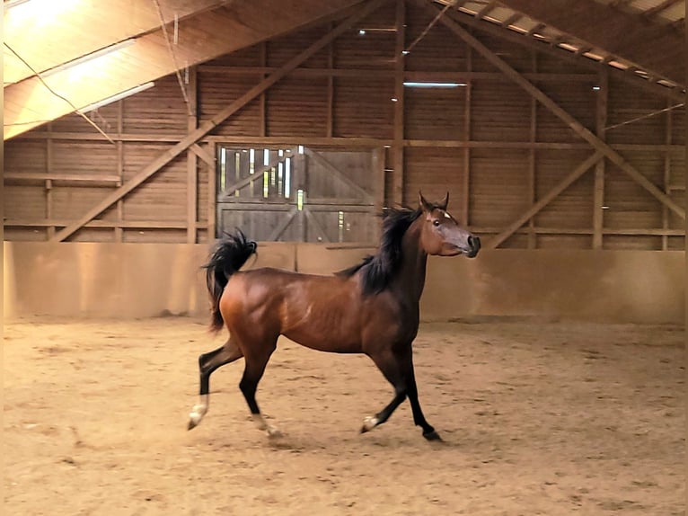 Straight Egyptian Mare 3 years Brown in Hetzenhausen