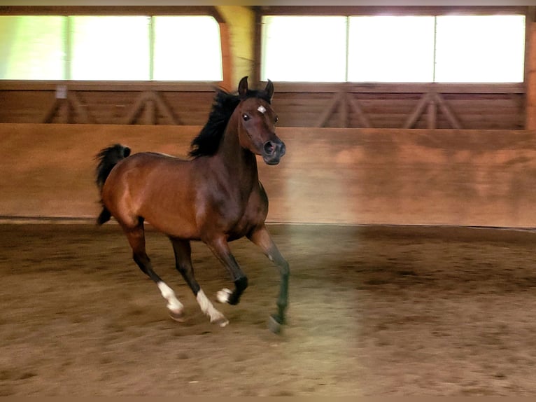Straight Egyptian Mare 3 years Brown in Hetzenhausen