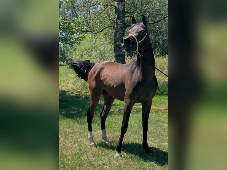 Straight Egyptian Mare 3 years Brown in Hetzenhausen