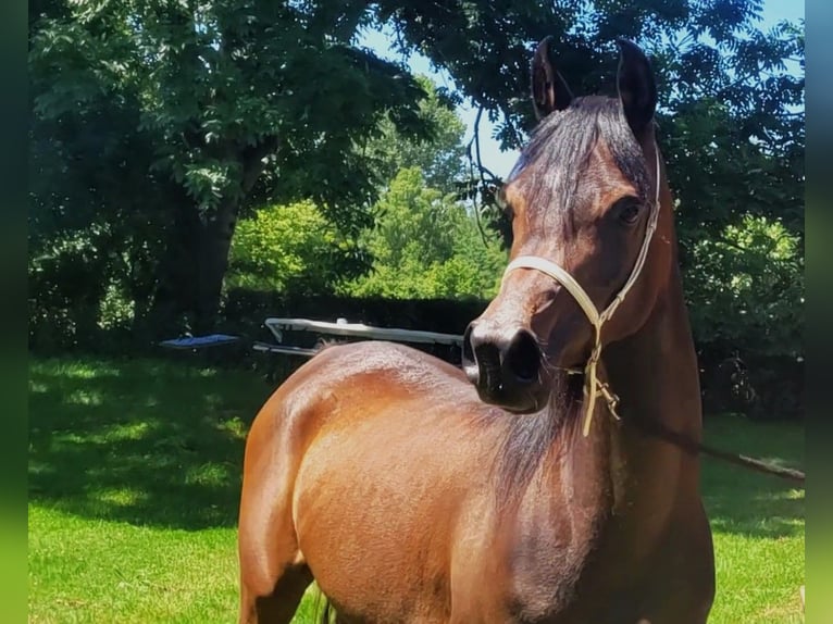 Straight Egyptian Mare 3 years Brown in Hetzenhausen