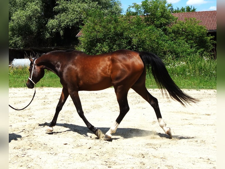 Straight Egyptian Mare 3 years Brown in Hetzenhausen