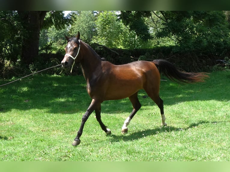 Straight Egyptian Mare 3 years Brown in Hetzenhausen
