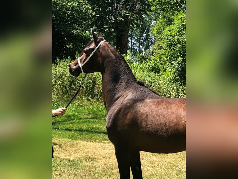 Straight Egyptian Mare 3 years Brown in Hetzenhausen