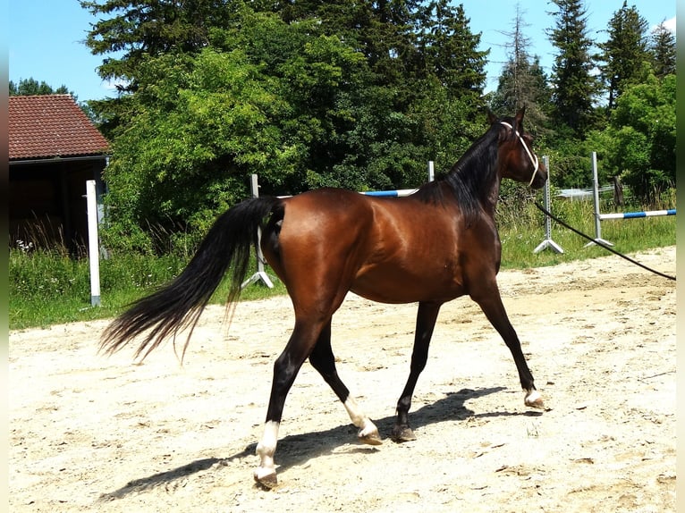 Straight Egyptian Mare 3 years Brown in Hetzenhausen