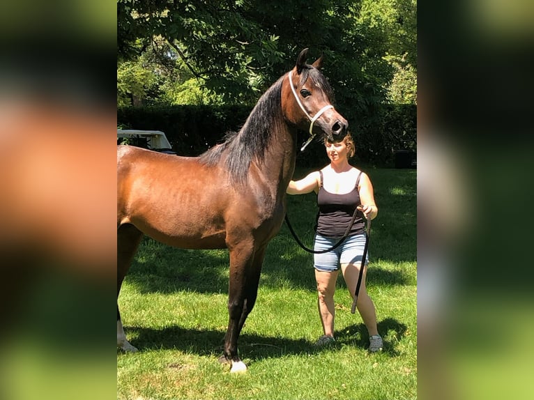 Straight Egyptian Mare 3 years Brown in Hetzenhausen