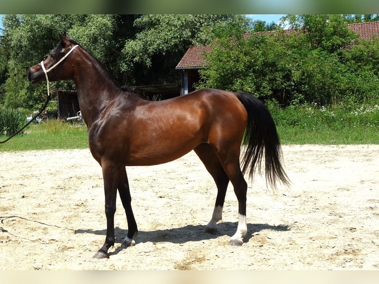 Straight Egyptian Mare 3 years Brown in Hetzenhausen