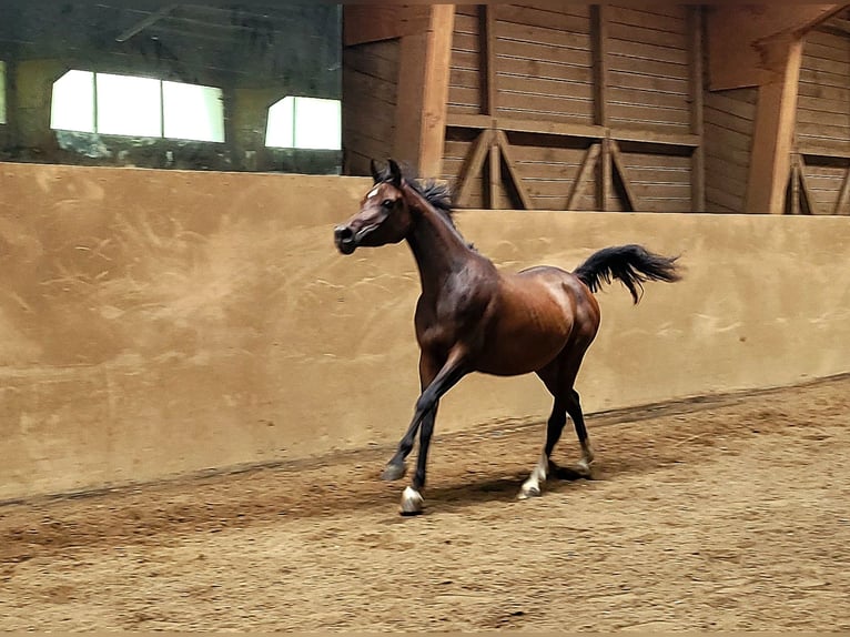 Straight Egyptian Mare 3 years Brown in Hetzenhausen